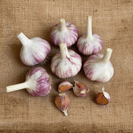 Bogatyr, Garlic Bulb